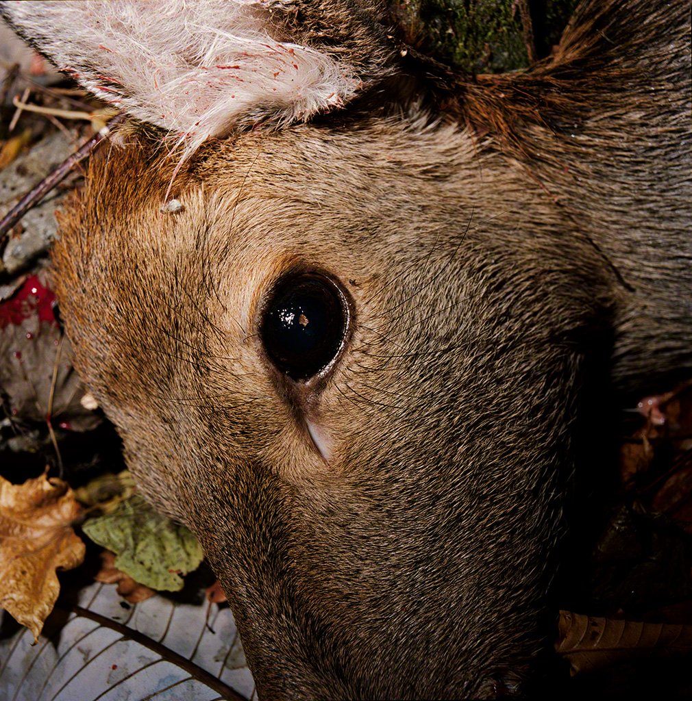 “A Deer Shot Dead, November 2009, Kamaishi, Iwate.” Taken by Tatsuki Masaru, 2009. © Tatsuki Masaru.