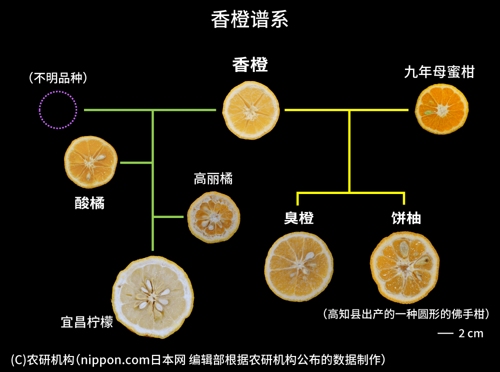 餐桌上的王牌配角：香橙、酸橘和臭橙