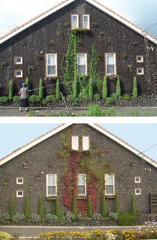 Résidence des contreforts du mont Fuji aux murs recouverts de panneaux BioBoard et de BioFilm produits par NatuRock Japon. La végétation qui orne les murs change selon les saisons, et l’aspect de la maison avec elle.