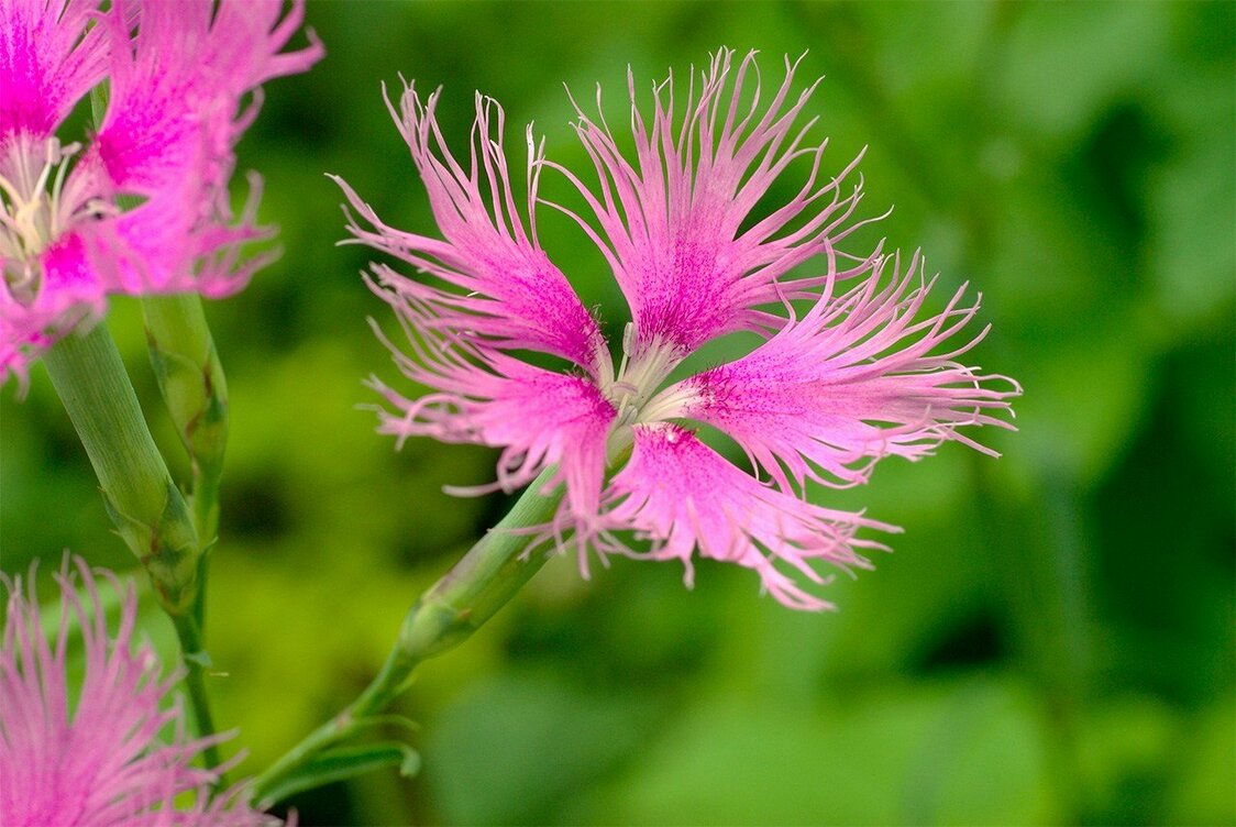 Les sept fleurs des champs symboles de l’automne japonais