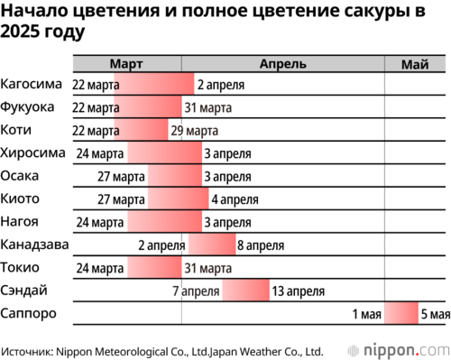 Начало цветения и полное цветение сакуры в 2025 году