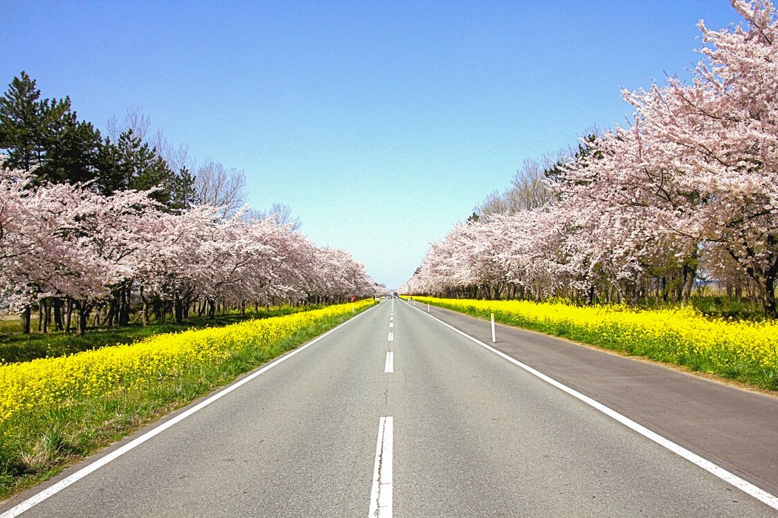 Los cerezos florecen sobre los arriates de las flores de colza, como si el rosa de unos se superpusiera sobre el amarillo de las otras (imagen cortesía del Departamento de Asuntos Generales y Planificación de Ōgata).