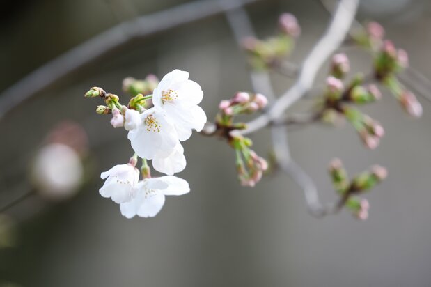 Flores de cerezo en el árbol de muestra del santuario Yasukuni, en Tokio (utilizado por la Agencia Meteorológica de Japón para comprobar si la temporada ha comenzado) el 24 de marzo de 2025. (© Jiji)