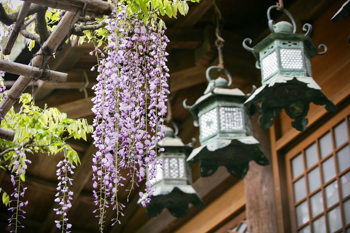Wisteria in bloom at the shrine.