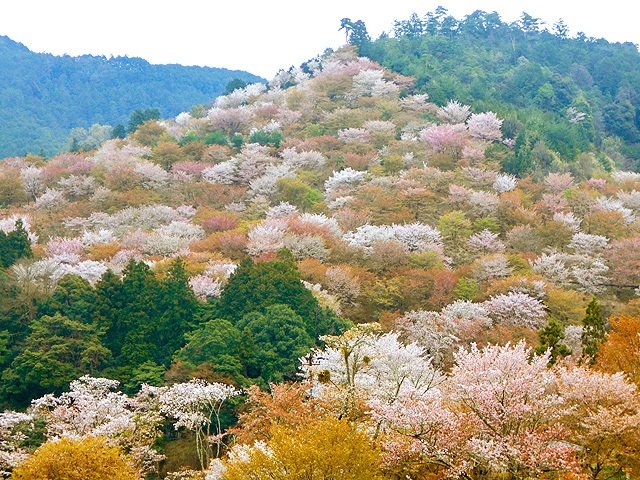 奈良県・吉野山のヤマザクラ。ヤマザクラは日本の山を彩ってきた（筆者撮影）