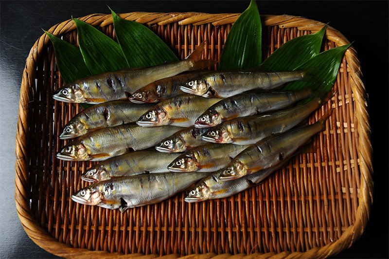 Beak marks are clearly evident on sweetfish caught by cormorants.