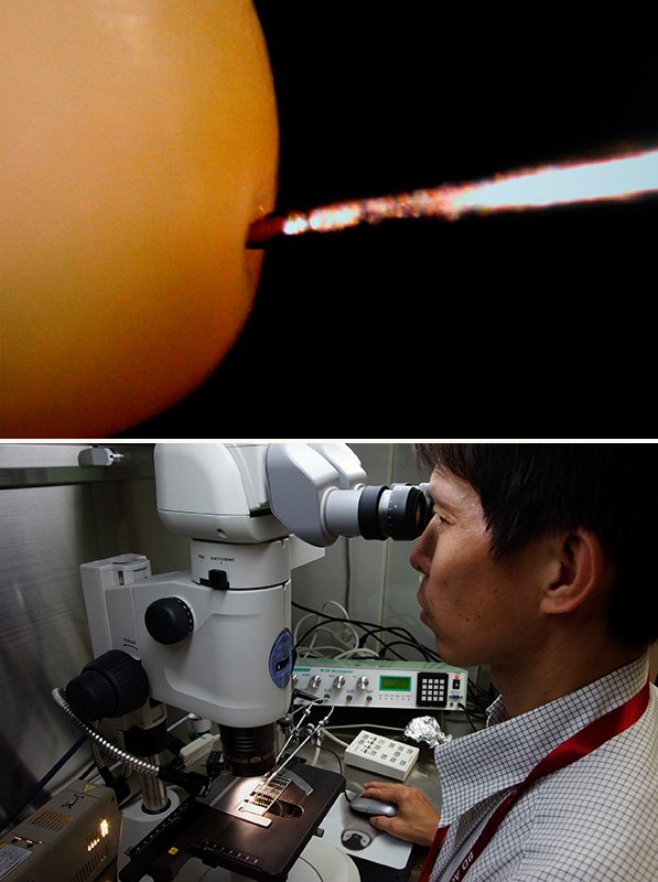 Les graines de vers à soie font environ 1 mm de diamètre. Pour injecter de l’ADN dans la partie de l’œuf qui se transformera en cellules germinales, il faut une grande dextérité (en haut). Uchino Keirô, directeur de recherches au NIAS, introduit de l’ADN dans un œuf de ver à soie à l’aide d’un microscope (en bas).