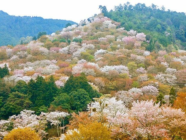 奈良県・吉野山のヤマザクラ。ヤマザクラは日本の山を彩ってきた(筆者撮影)
