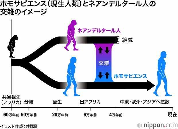 ホモサピエンス(現生人類)とネアンデルタール人の交雑のイメージ