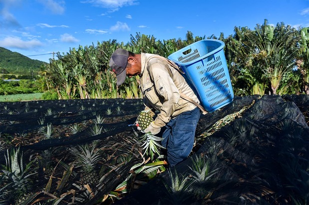 Pineapple farmer Azuma Kinzō harvests fruit from his fields in May 2021. (© Matsuda Yoshitaka)