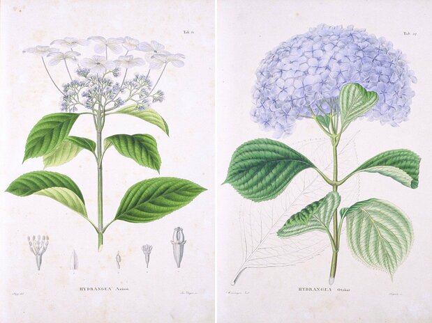 Hydrangea azisai (à gauche) et Hydrangea otaksa, dans le Flora Japonica de von Siebold. (© Bibliothèque des sciences biologiques, Université de Kyoto)