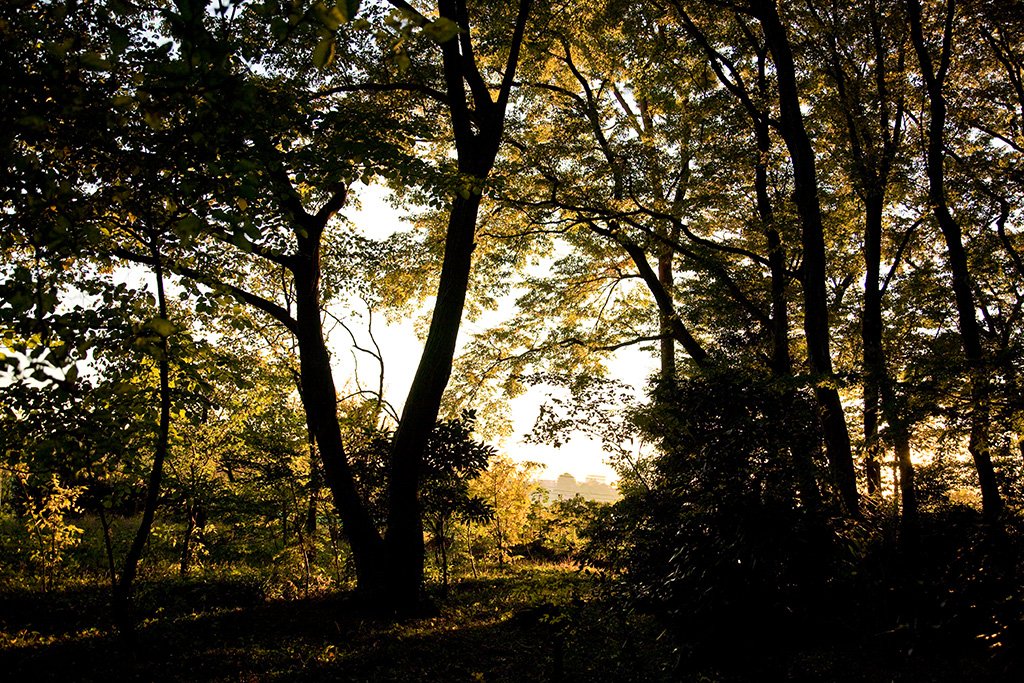 [Diapositivas] ¡Bienvenidos al bosque!