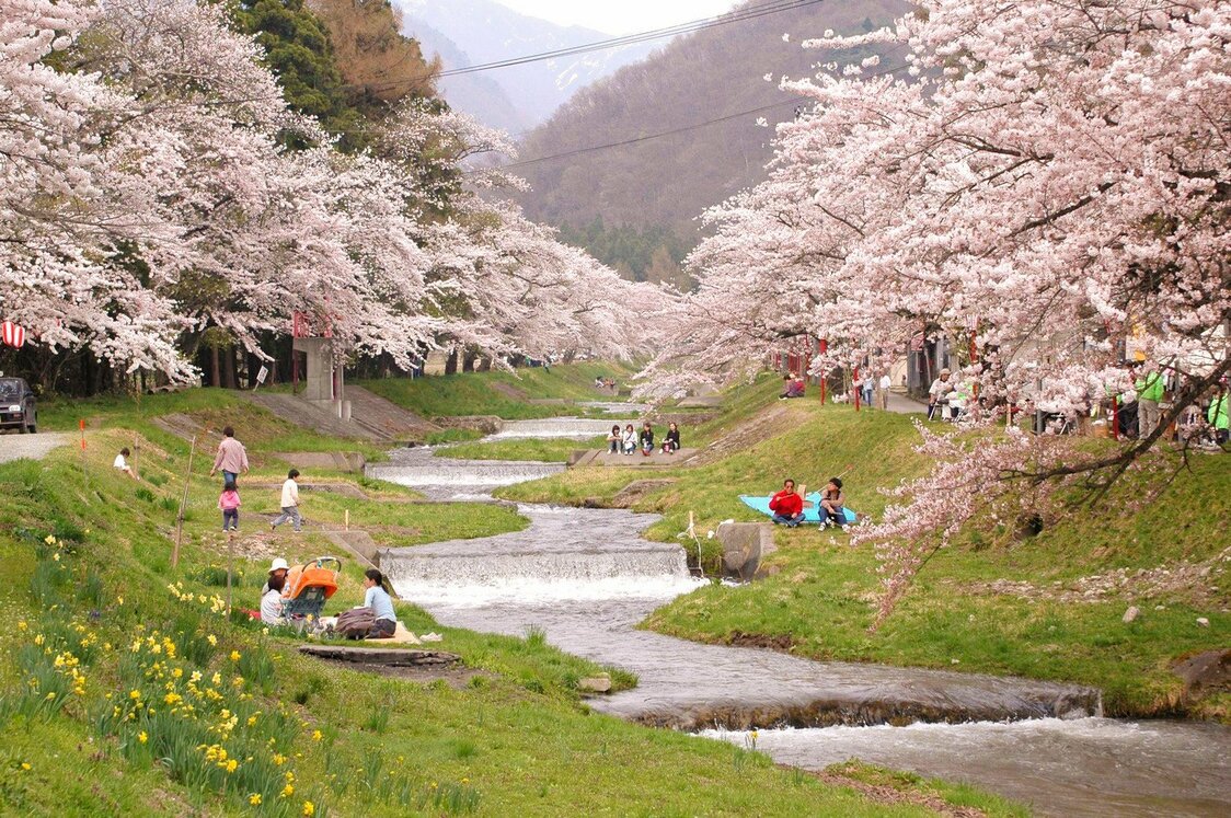桜並木の間を小川が流れる　写真提供：猪苗代町商工観光課商工観光係