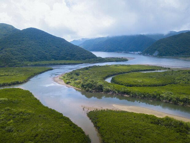 Les rivières s’écoulent à travers les forêts primitives de mangroves.