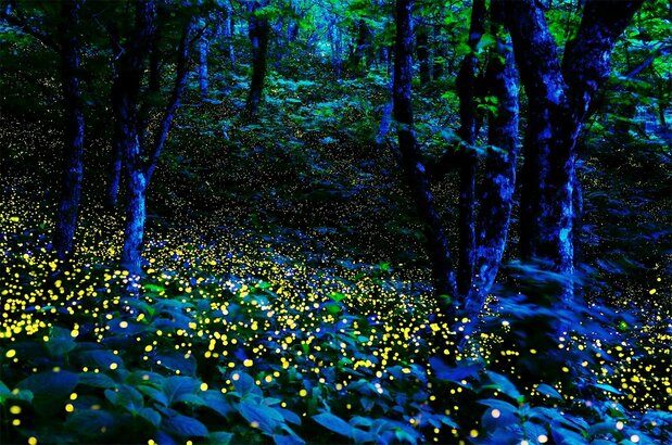 Hime fireflies (© Pixta)