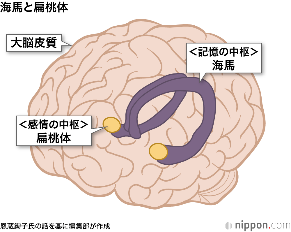 海馬と扁桃体