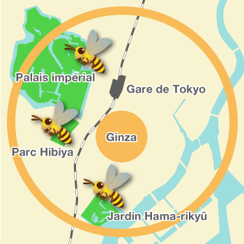 Le rayon d’action des abeilles de Ginza
