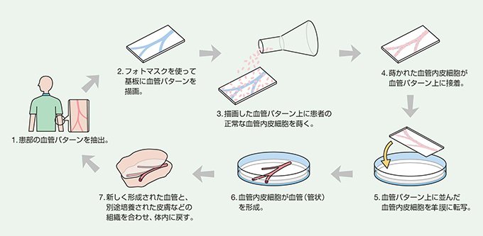 パターン形成により立体的な毛細血管を作り出すまでの流れ