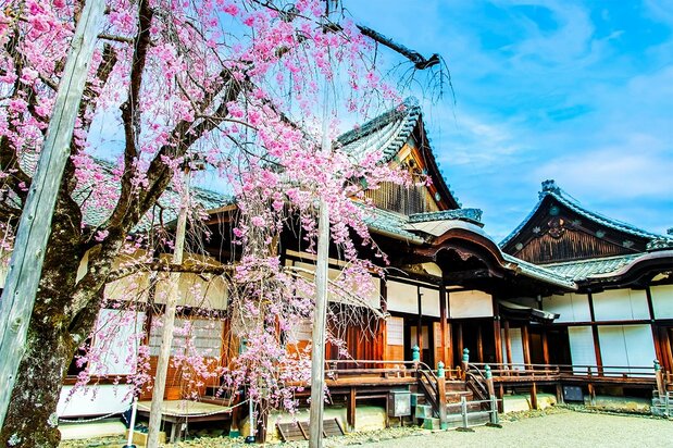 秀吉の「醍醐の花見」として知られる、京都市伏見区の醍醐寺。真言宗醍醐派の総本山であり、世界文化遺産に登録されている。写真は桜満開の三宝院 PIXTA