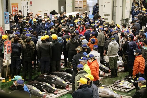 2021年1月5日のマグロ初競りの風景。活気はみられたが、値段は低調だった 写真:時事