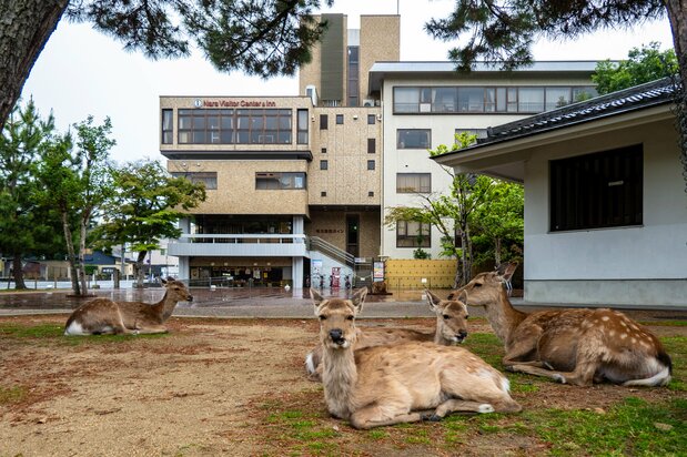 El alojamiento Sarusawa Inn, situado en Naramachi, casco antiguo de Nara.