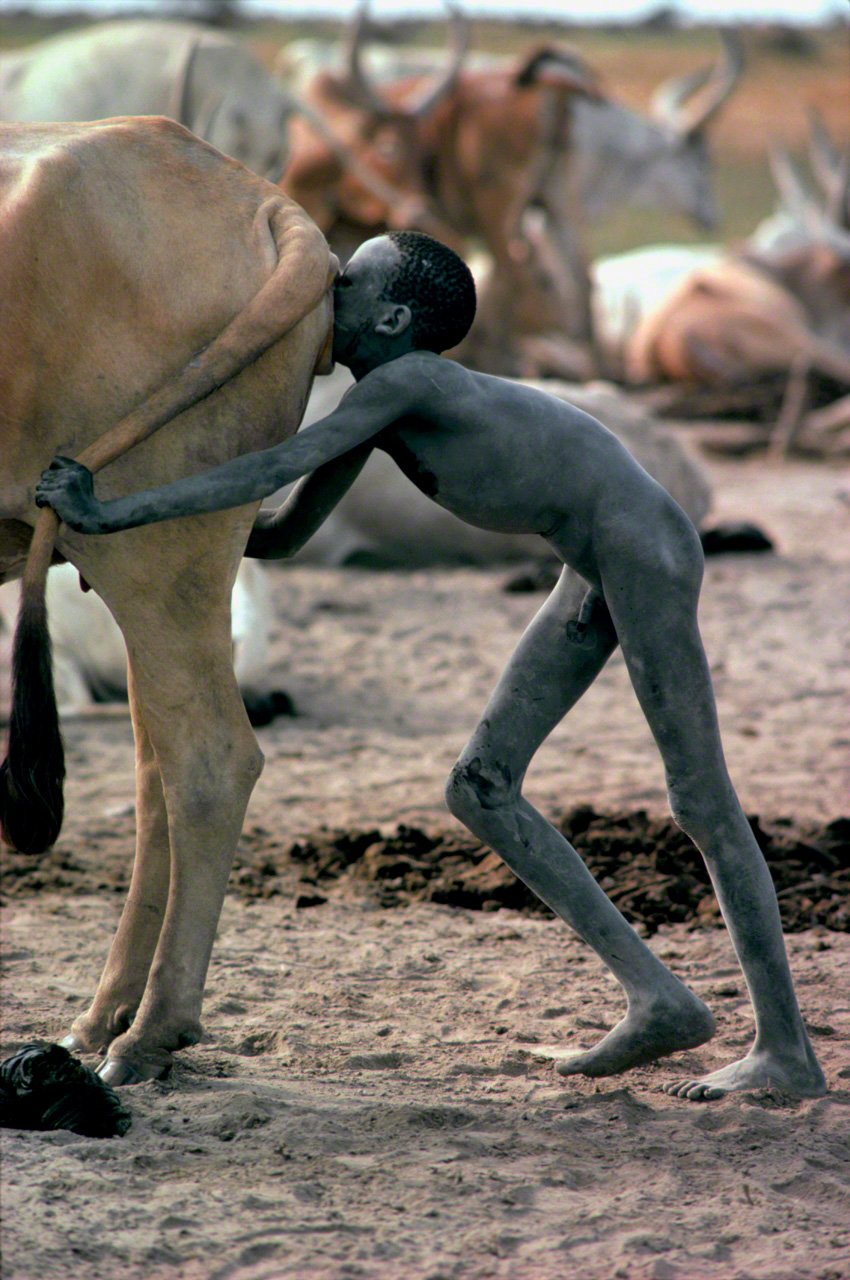 Un garçon Dinka souffle dans les parties génitales d’une génisse afin de la stimuler sexuellement pour qu’elle produise du lait. Photo prise à Sadd, une région reculée du Sud-Soudan, en 1981. (Extrait de « Bahar : Le flot de l’Afrique »)
