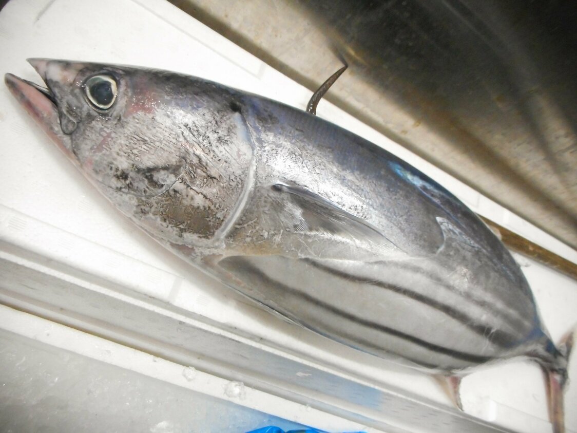 豊洲市場に入荷した高値の日本海産・迷いガツオ（2019年12月）　写真：筆者提供