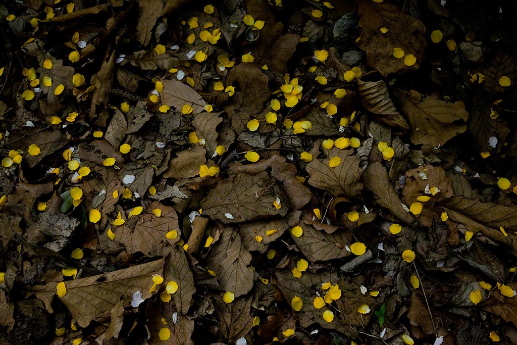 [Diapositivas] ¡Bienvenidos al bosque!