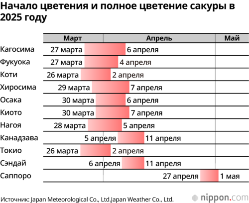 Начало цветения и полное цветение сакуры в 2025 году
