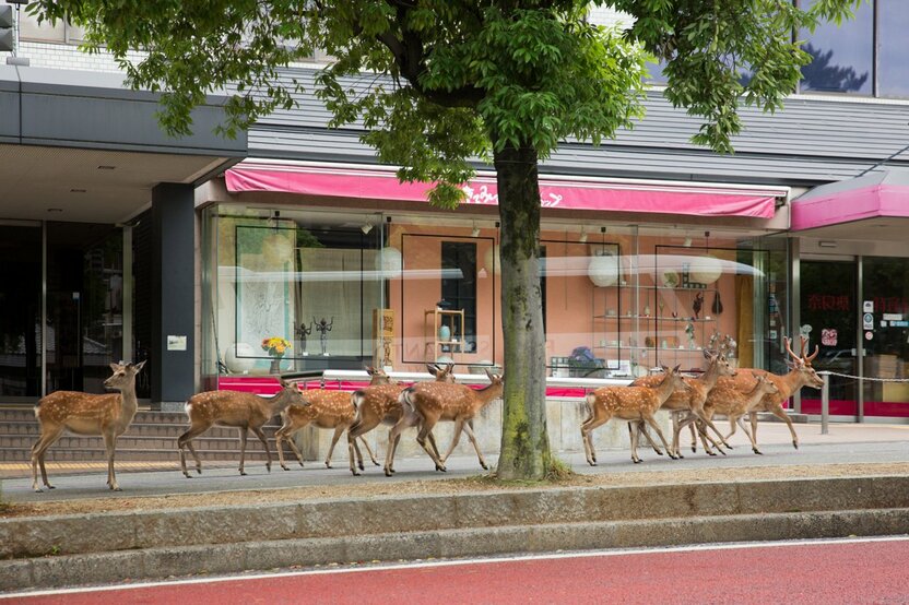 Outside the Nara Prefectural Small Business Association Building.
