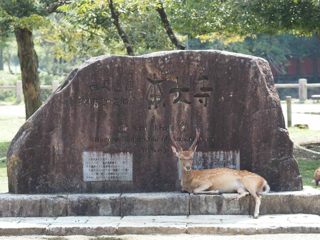 Un daim, symbole de la ville de Nara et considéré comme le messager des divinités dans la région, se repose sur un monument qui commémore l’inscription de l’ancienne capitale au patrimoine mondial de l’Unesco.