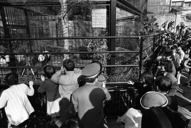 Une « pandamania » s’est emparée du zoo d’Ueno le 5 novembre 1972, quand les premiers pandas géants du Japon, Kang Kang et Lan Lan, ont été présentés au public. (© Jiji)