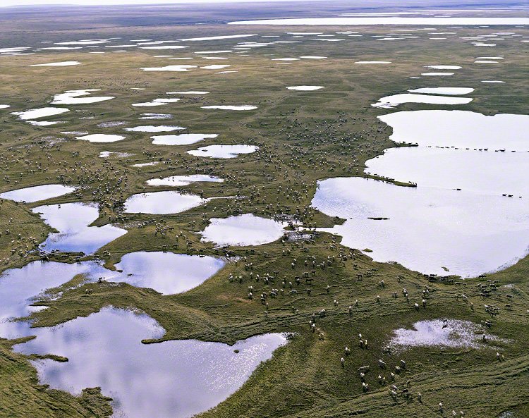 Migración de caribúes en la tundra del círculo polar ártico.