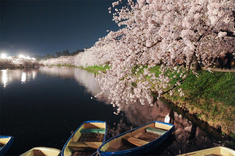 Cerezos en flor reflejados en el agua. (cortesía de la Asociación de Turismo y Convenciones de Hirosaki.)