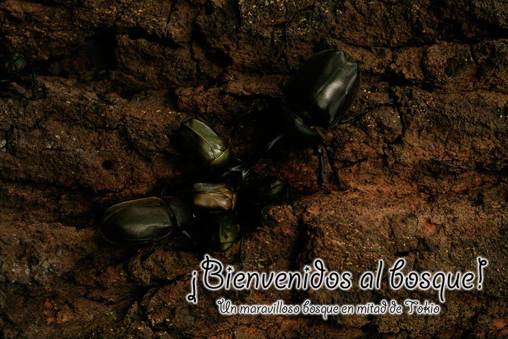 [Diapositivas] ¡Bienvenidos al bosque!