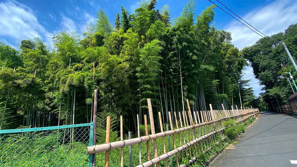 住宅区附近的竹林