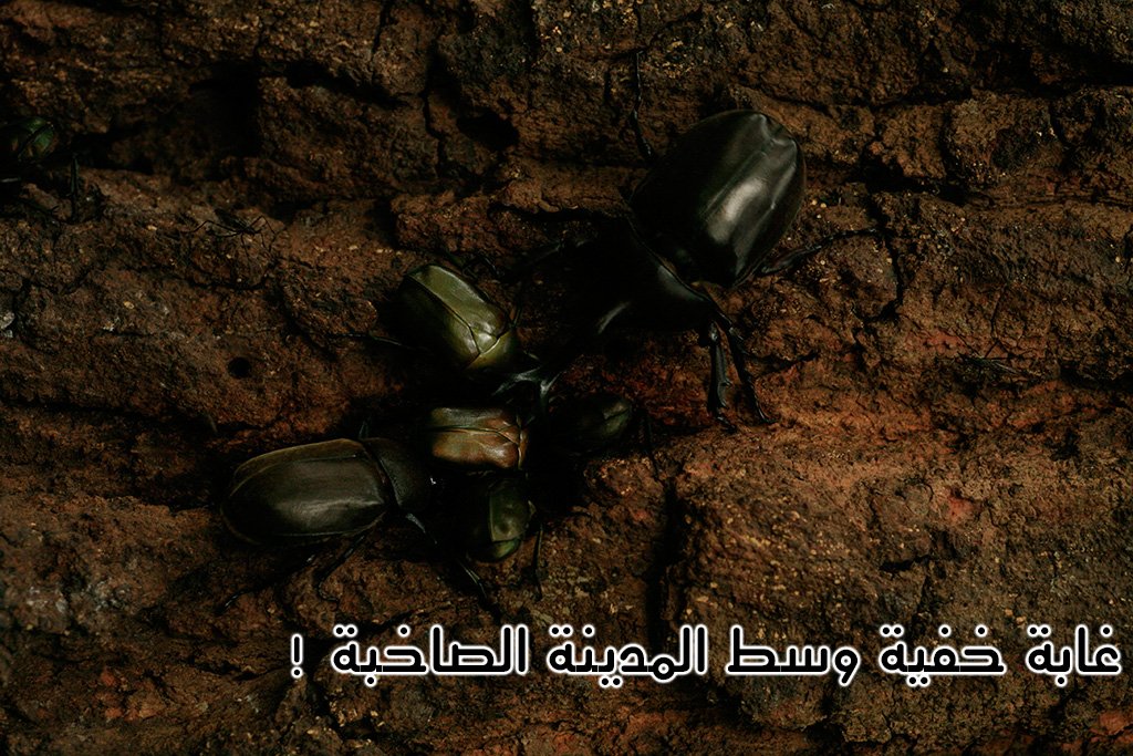 غابة خفية وسط المدينة الصاخبة ! (صور)