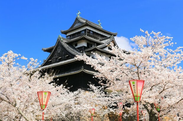 樱花掩映下的松江城 ©PIXTA