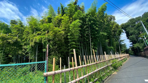 住宅区附近的竹林