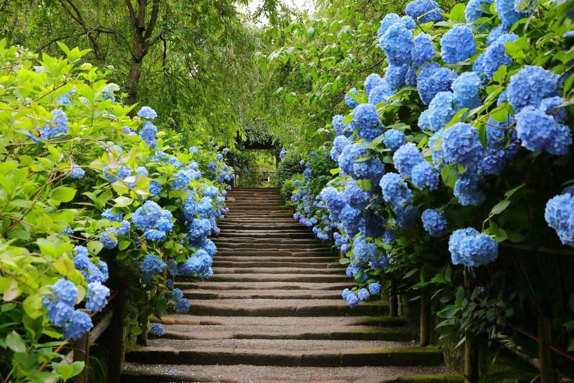 Les célèbres hortensias bleus du temple bouddhique Meigetsuin, à Kamakura. (Photo AC)
