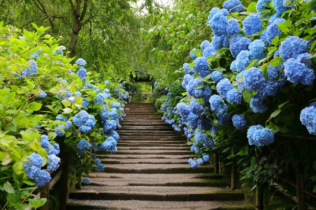 Les célèbres hortensias bleus du temple bouddhique Meigetsuin, à Kamakura. (Photo AC)
