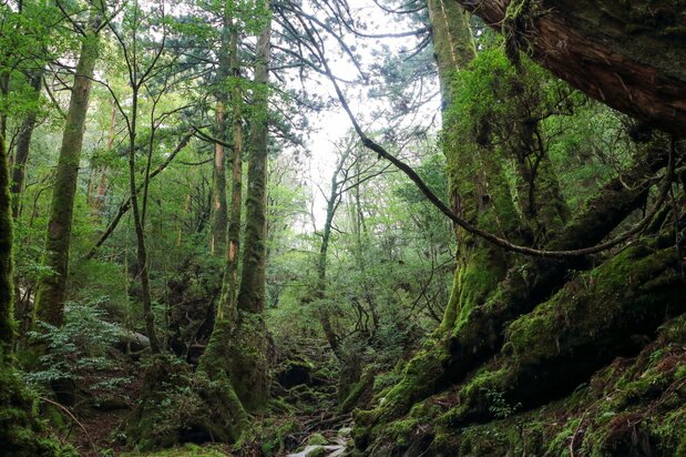 屋久島の原生林。コケのつくる原生的な雰囲気はトレッキングツアーの目玉の一つ(筆者撮影)