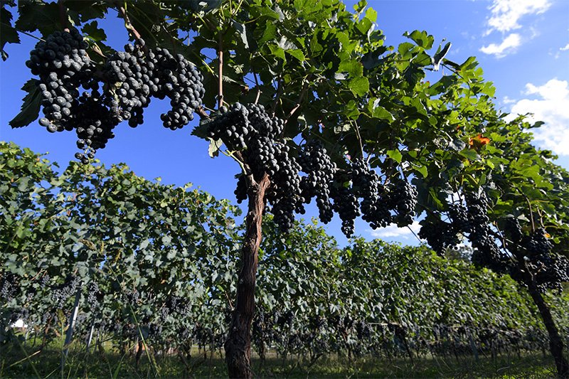 Grappes de raisins Merlot arrivées à pleine maturité, prêtes à être vendangées (à Tateshina, Nagano).