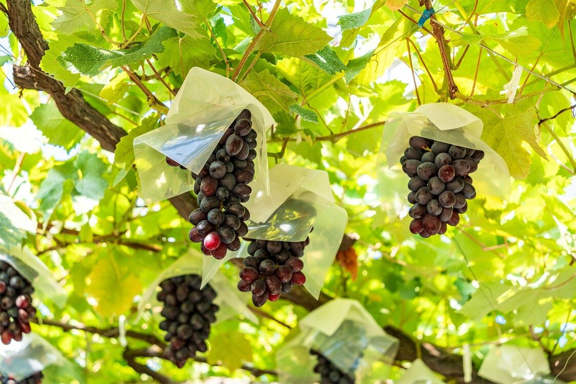 Oriental star grapes growing in Misaka, Yamanashi Prefecture. (© Pixta)