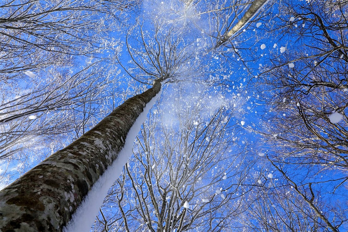 Kazahana dans un bosquet de hêtres au Japon