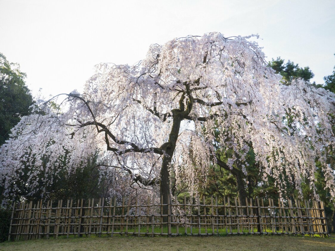 The tree combines an imposing array of branches with delicate, beautiful blossoms.