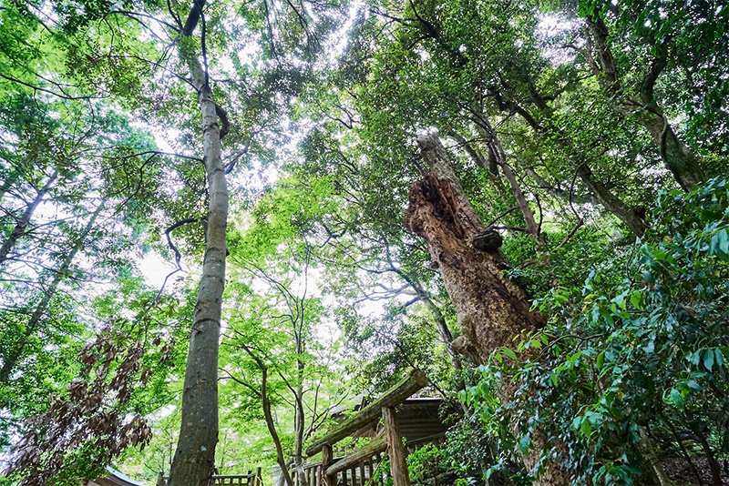 氣多（けた）大社（石川県羽咋市）。入らずの森を「ヒモロギ」として崇める（写真提供＝氣多大社）
