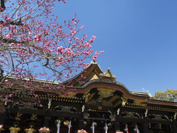 国宝に指定されている本殿の前で色づく紅和魂梅