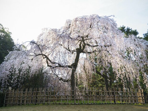 The tree combines an imposing array of branches with delicate, beautiful blossoms.