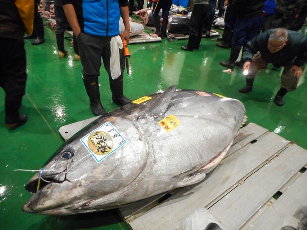 本マグロの品定めで、切り取られた尾の断面にライトを当てて、身の状態を確認する仲卸
